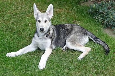 14 Dog Breeds That Look Like Wolves [Ultimate Wolf-Like Dog Guide]