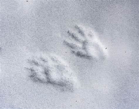 Memories Of The Snow that Wasn't, But Still Is - Roads End Naturalist