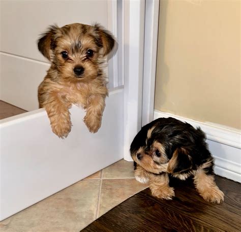 Maltese Yorkie Mix Puppies