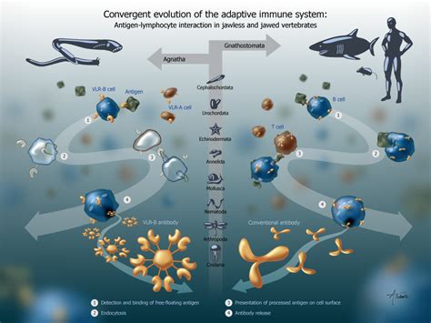 Image result for Adaptive Control System in Human Body