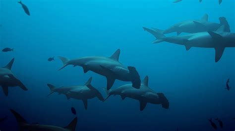 Liveaboard Diving in Cocos Island | PADI Travel