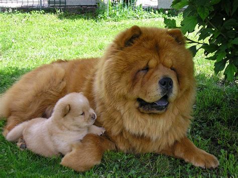 Are Chow Chows Dangerous