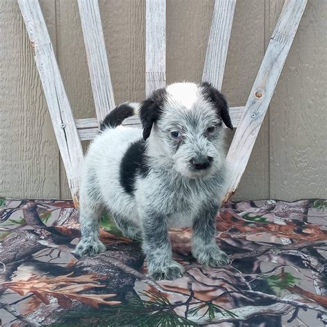 Australian Cattle Dog Poodle Mix