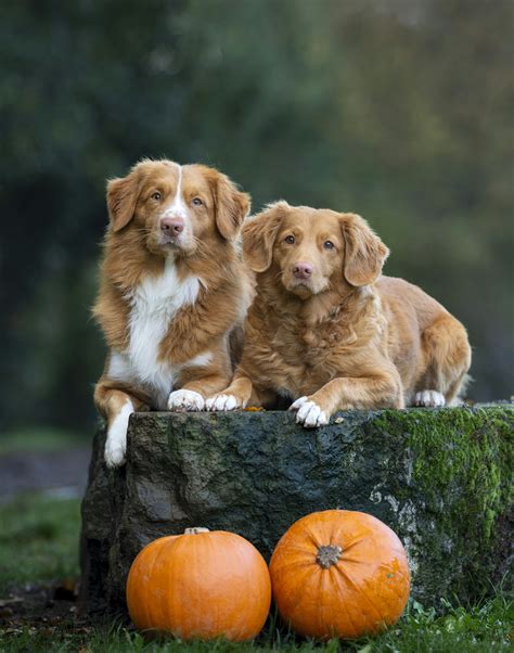 Two brown and white dogs sitting on top of a rock photo – Free Pumpkin ...