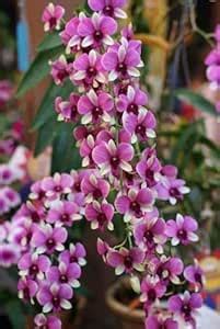 ROYAL LAND Imported Thai Dendrobium Orchid Live Plant (Micky Pink)1 For ...