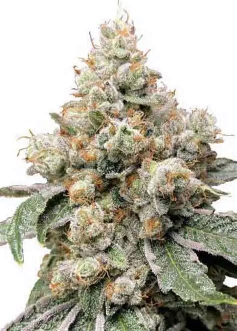 Image result for Alien OG Kush