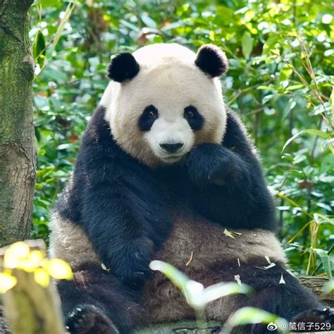 Zoo hours at the good zoo at oglebay resort – Artofit