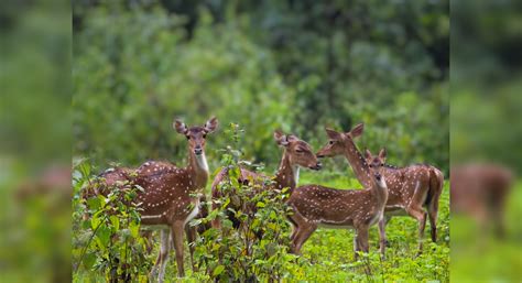 Karnataka: Those visiting eco-tourism sites will now get insurance ...