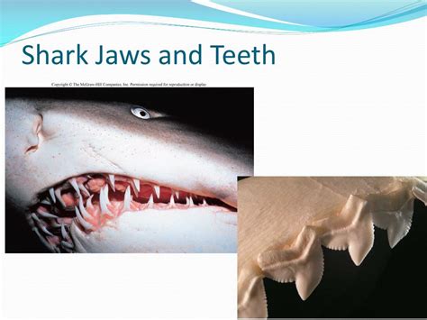 Image result for Sharks Reproduction