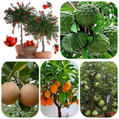 BEE Garden All Climate Mega Combo Tree Seeds & Fruit Seeds- Non Hybrid ...