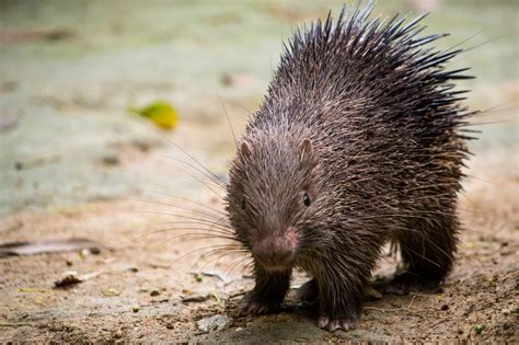 Porcupines | National Geographic | Animal photography wildlife, Porcupine, National geographic