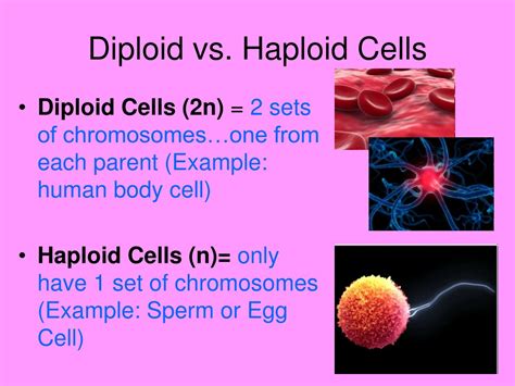 PPT - Cell Growth and Division The Cell Cycle & Mitosis PowerPoint ...