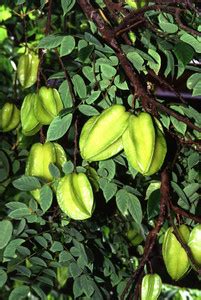 Royal Nature Star Fruit Carambola Grafted Plant Price in India - Buy ...