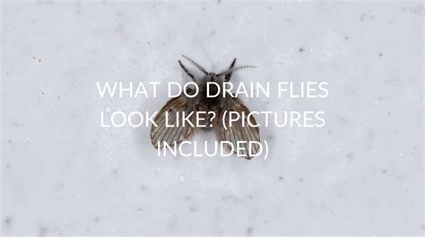 What Do Drain Flies Look Like? (Pictures Included) - Pest Prevention Patrol