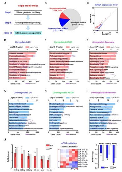 Investigation of the Hydrogen Sulfide Signaling Pathway in Schwann ...