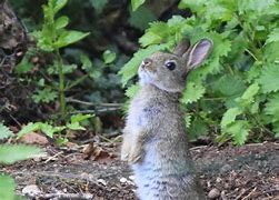 Image result for Cute Wild Baby Bunnies