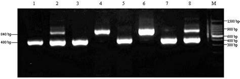 Role of Candida albicans-Secreted Aspartyl Proteinases (Saps) in Severe ...