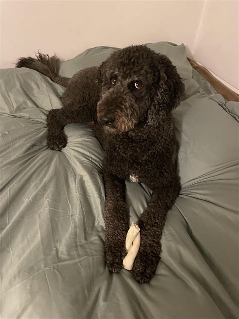 Neuter recovery recs : r/Goldendoodles