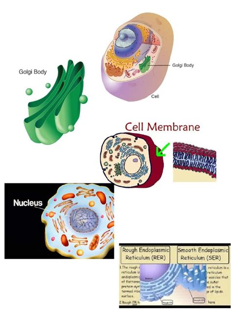 Cell Structure and Function 的图像结果