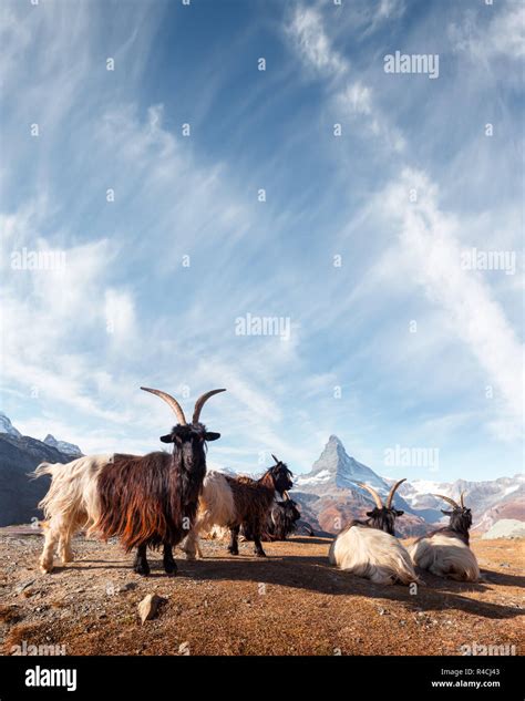 Matterhorn sunrise zermatt switzerland hi-res stock photography and images - Alamy