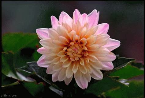 animated flowers blooming | ... on Slow Motion Flower Bloom Reverse Gif ...