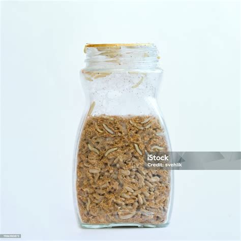 Glass With Sunflower Seeds Full Of Indian Meal Moth Larvae Plodia ...