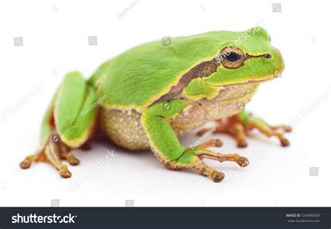 Image result for Small Tree Frog