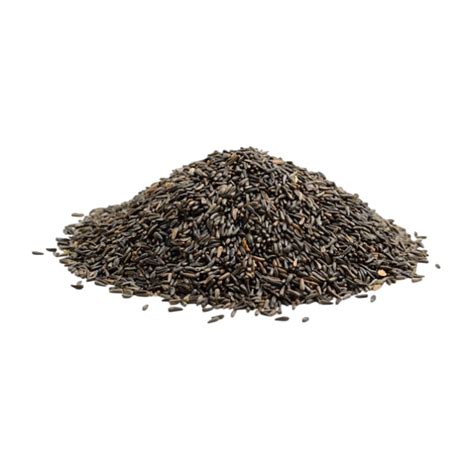 Niger Seeds Manufacturer & Exporter from India | Spice Nest