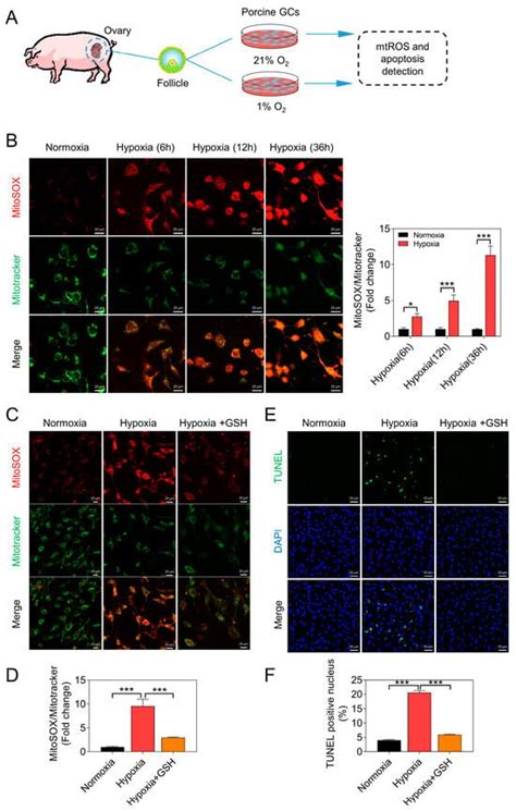 Melatonin-Mediated Suppression of mtROS-JNK-FOXO1 Pathway Alleviates ...