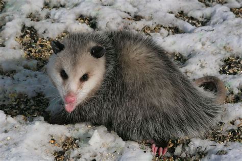 Opossum | Amazing Animal Interesting Facts & Photos | The Wildlife
