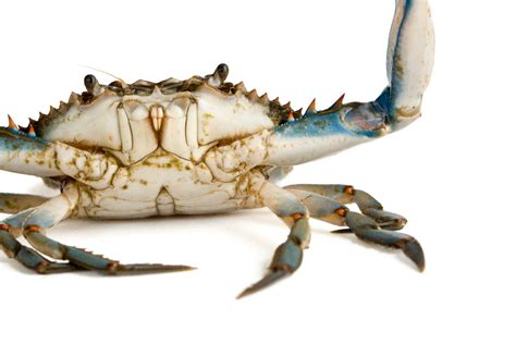 Why Is Blue Crab Blue at Brianna Fornachon blog