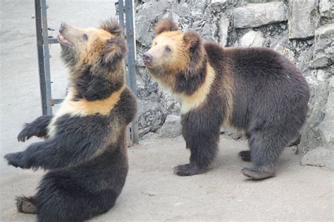 Tibetan blue bears (Ursus arctos pruinosus) » Chengdu Zoo Gallery ...