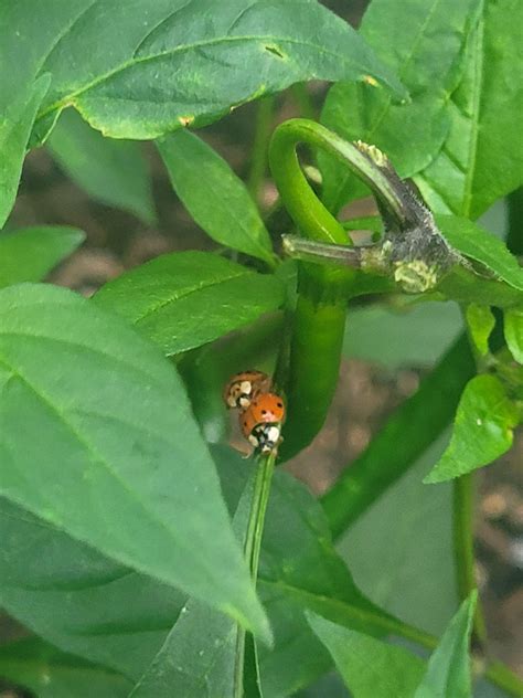 Will diatomaceous earth kill ladybugs? I am dealing with a massive fire ant infestation and need ...