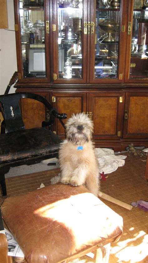 Wheaton Terrier Puppy | Tug the Wheatie | Wolf Thurmeier | Flickr