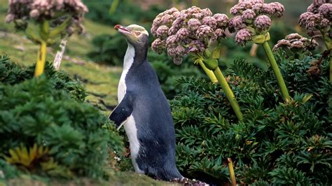 A New Zealand Penguin, Hard to Spot, Is Harder to Preserve - The New ...