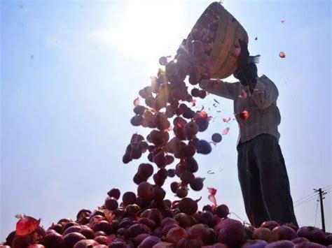 While We Are Paying Over Rs 100/Kg, Thousands Of Tonnes Of Imported ...