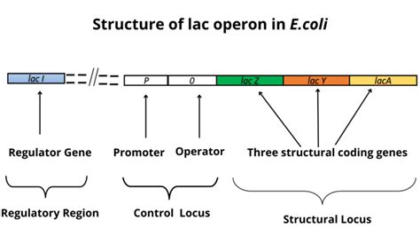 Image result for Lac Operon Components