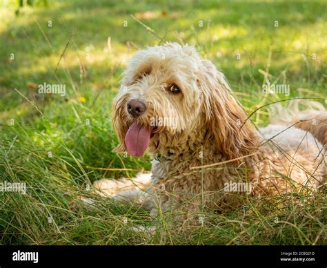 Image result for Cockapoo Tongue