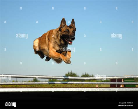 Belgian malinois shepherd dog jumping hi-res stock photography and ...