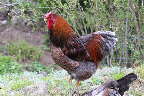 The 20 Best Chicken Breeds for Meat
