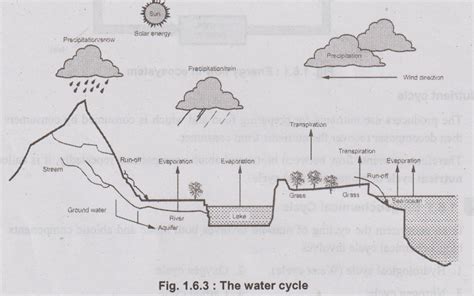 Energy Flow in Ecosystem