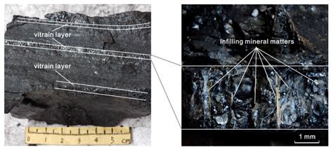 Origin of a Petrographic Coal Structure and Its Implication for Coalbed ...