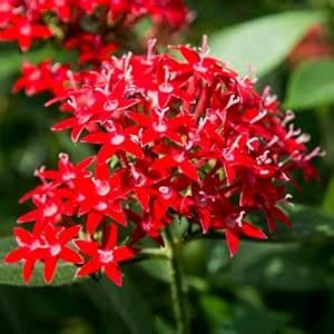 Red Pentas Live Flower Plant | Butterfly-Attracting Egyptian Star ...