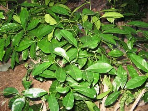 Herbal Extracts - TURMERIC EXTRACT Powder Wholesaler / Distributor from ...