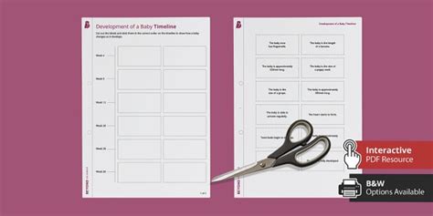 Development of a Baby Timeline Worksheet | Twinkl Science