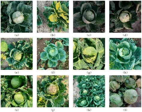 Recognition Method of Cabbage Heads at Harvest Stage under Complex ...