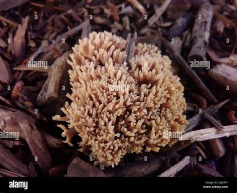 Coral Fungi (Ramaria) Fungi Stock Photo - Alamy