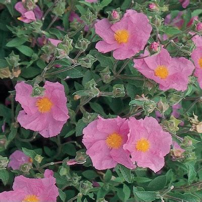Rock Rose Full sun Shrubs at Lowes.com