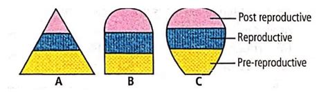 Study the age pyramids given below and select the correct statements ...