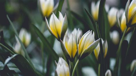 Wallpaper flowers, spring, bloom, blur hd, picture, image